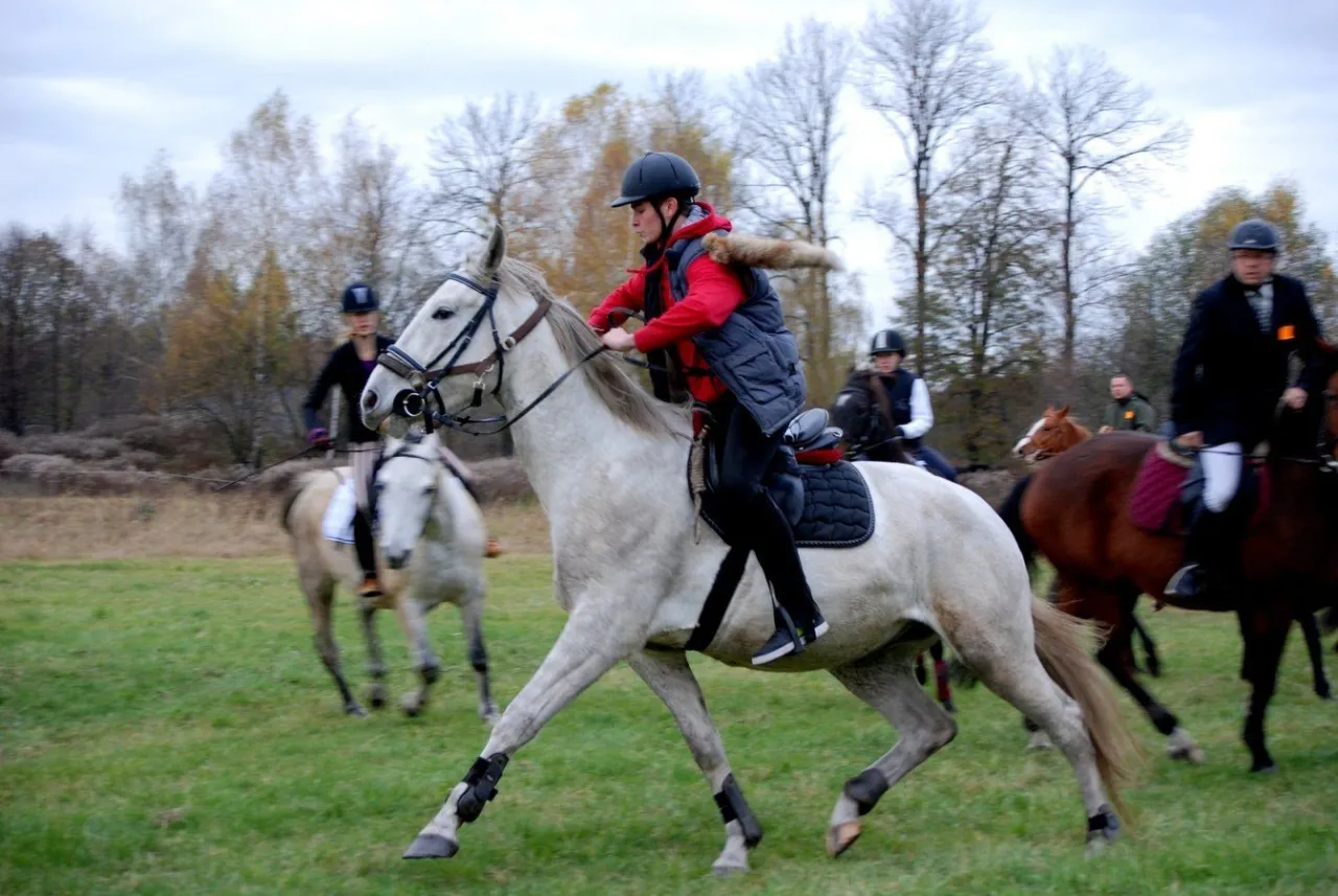 Jeźdźcy w strojach myśliwskich pędzą konno przez łąkę. Czy to właśnie jest hubertus?