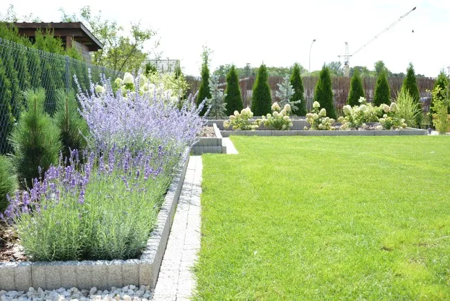 perowskia w ogrodzie kwitnąca