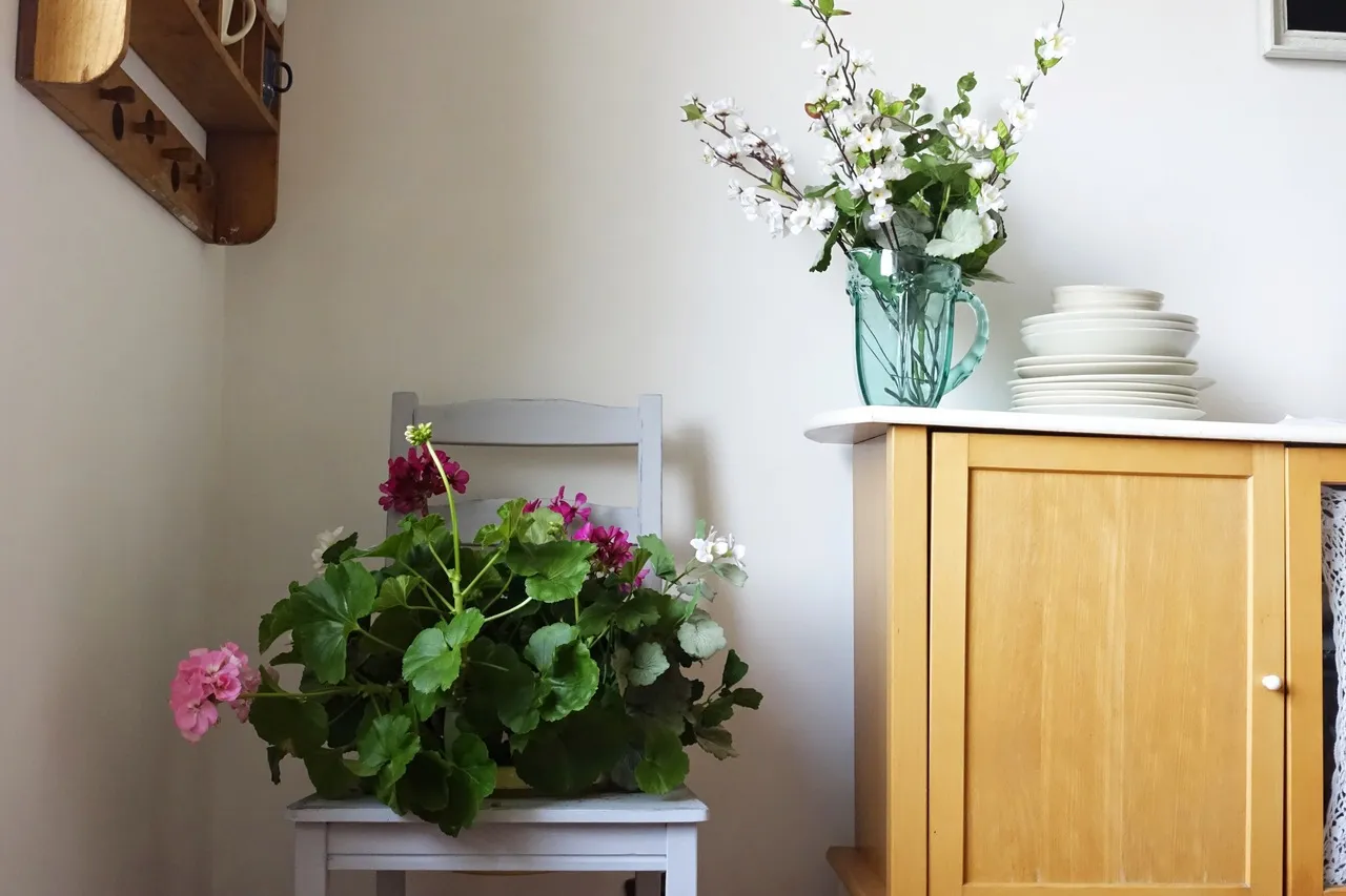 Kwietnik z krzesła: pelargonie na szarym krześle, obok szafka z talerzami i wazonem z kwiatami.