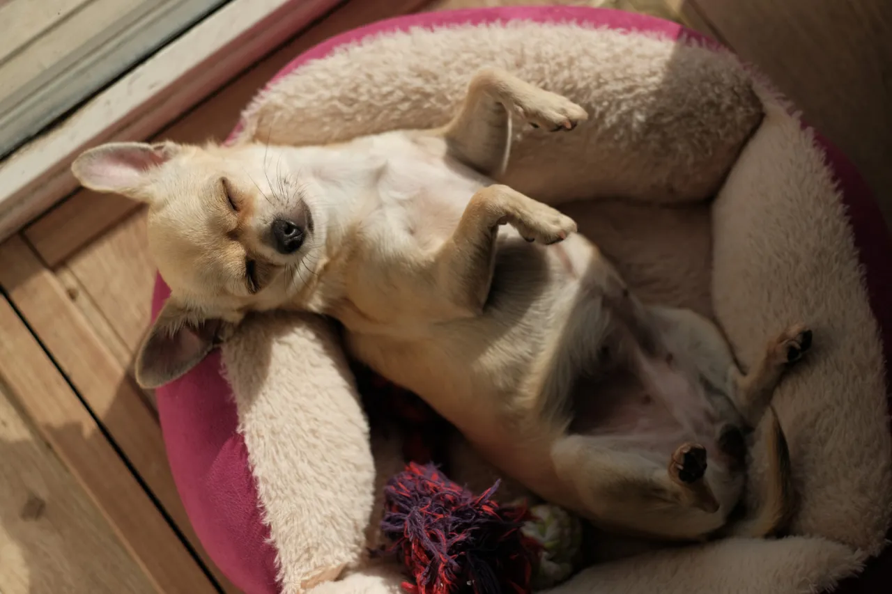 śpiący szczeniak w różnych pozycjach