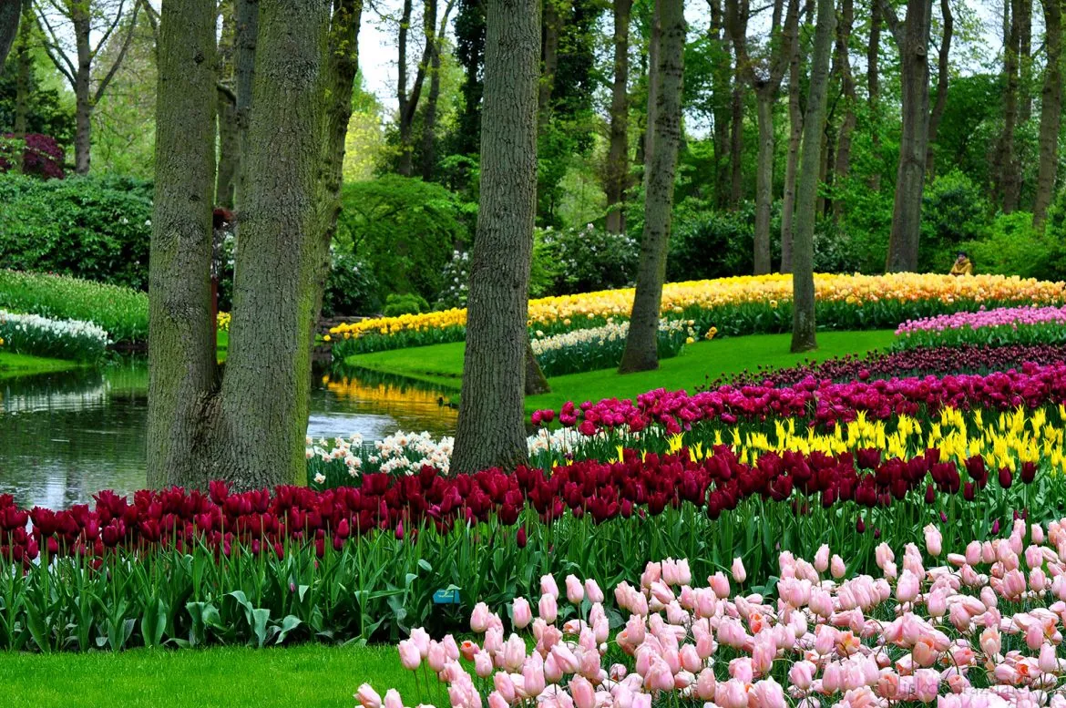 Keukenhof tulipany