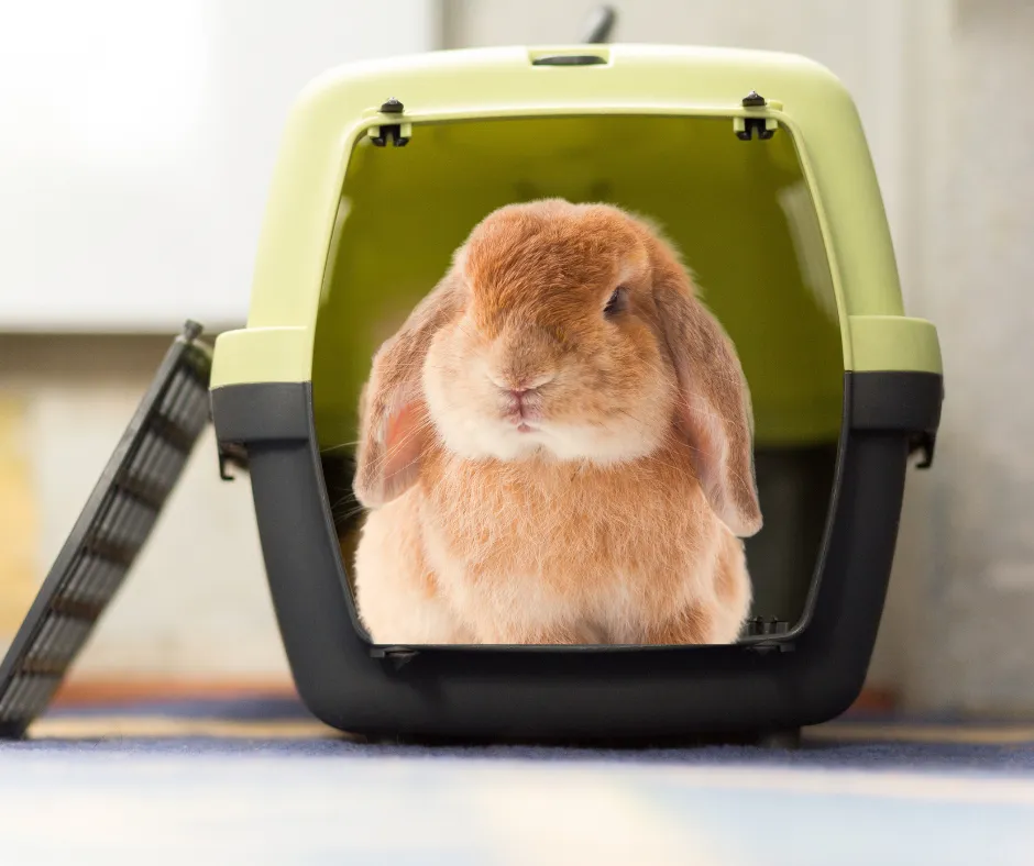 kr&oacute;lik w transporterze u weterynarza