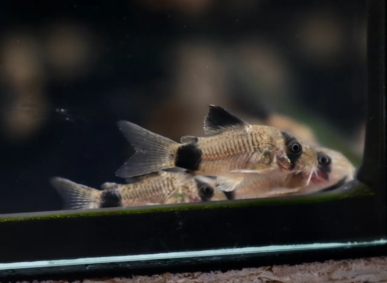 sprzedaż ryb akwariowych online