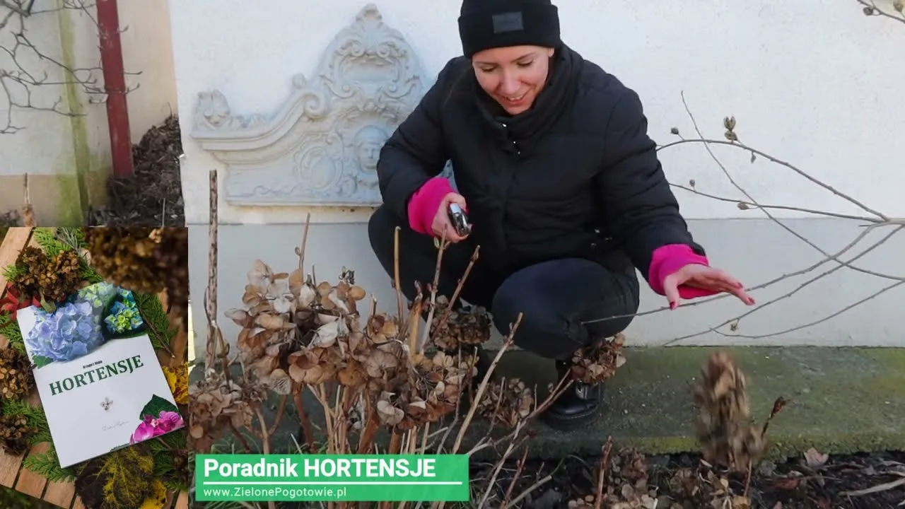 Zdjęcie Jak przycinać hortensje na zimę, aby ich nie uszkodzić?