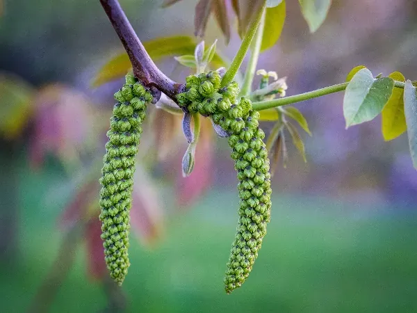 Zdjęcie Orzech włoski: Kiedy kwitnie, jak zapylić i dlaczego nie owocuje?