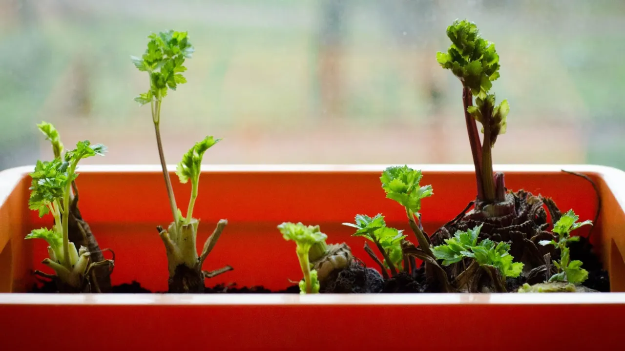 Mycie natki pietruszki