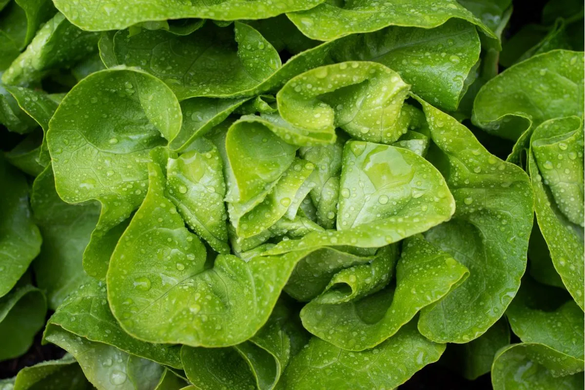 zalecenia sanepid sałata