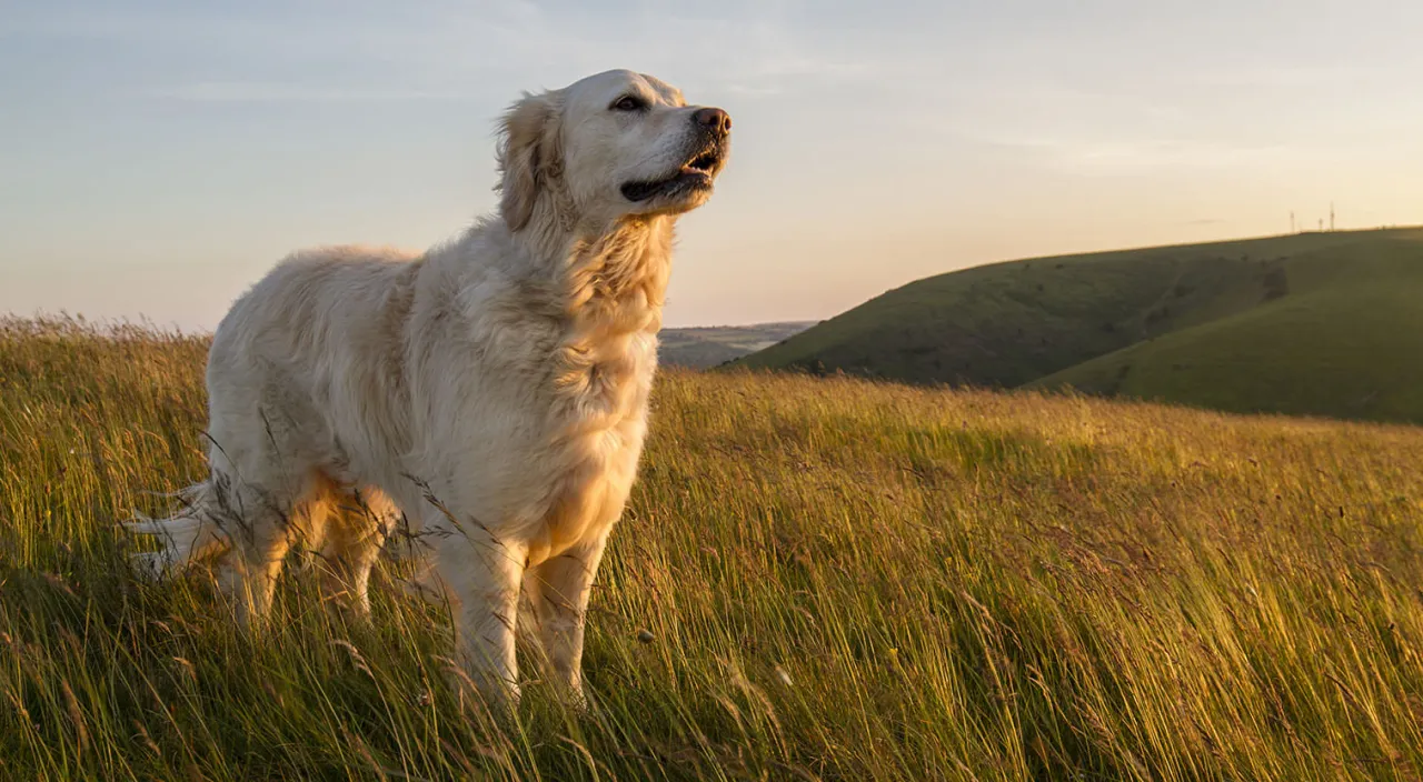 zdrowy golden retriever