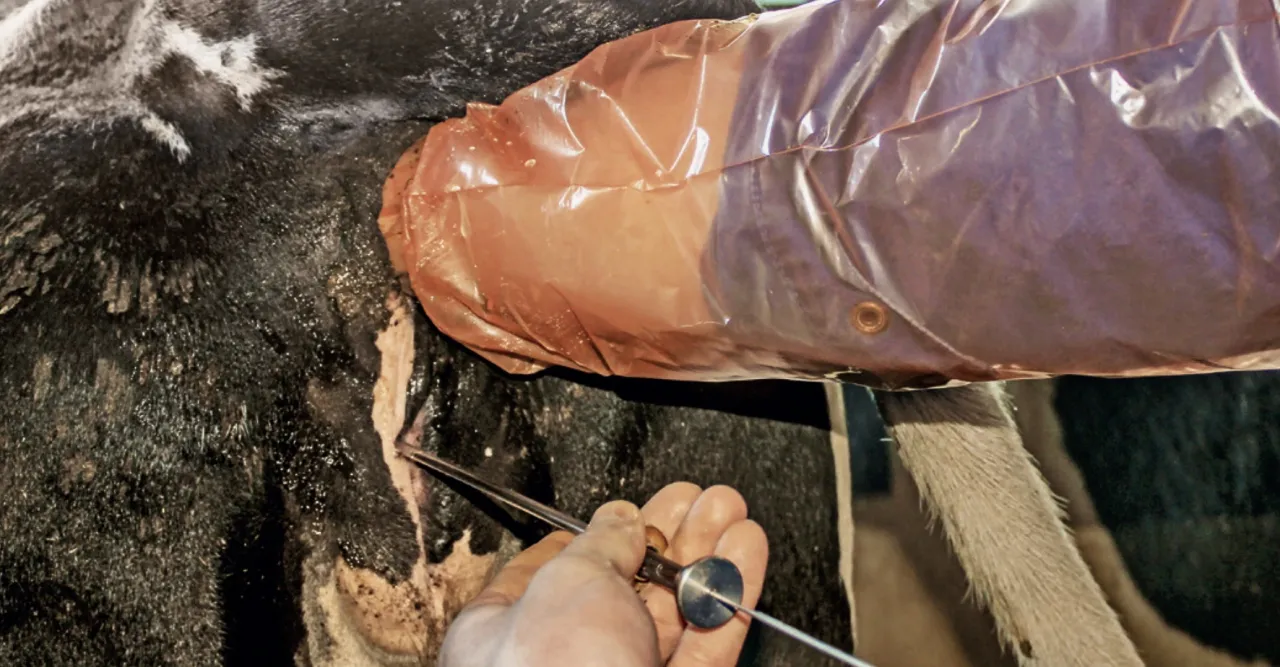 Precyzyjna inseminacja krowy. Weterynarz używa specjalnego narzędzia do sztucznego unasienniania zwierzęcia.