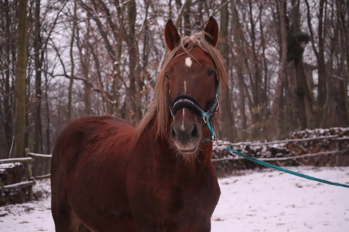Koń widzący w ciemnościach tapetum lucidum