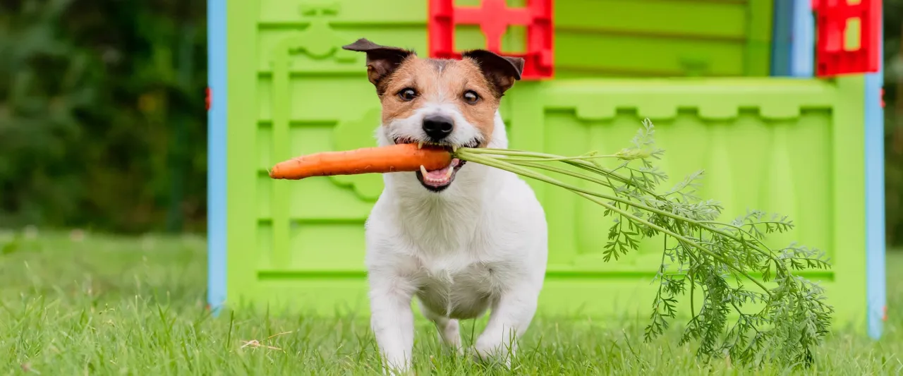 Pies jedzący marchewkę