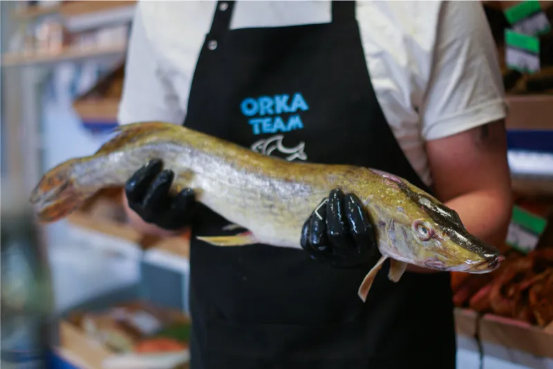 Świeży szczupak na targu rybnym