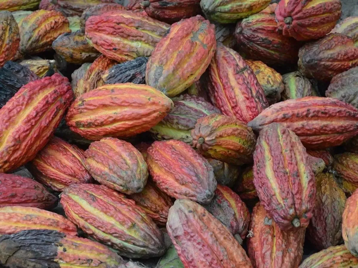 R&oacute;żne rodzaje kakao w miseczkach