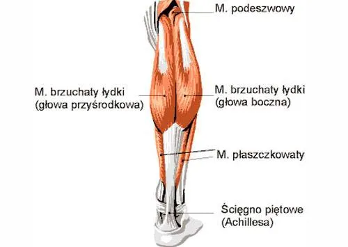 Anatomia mięśni łydki, mięsień brzuchaty i płaszczkowaty