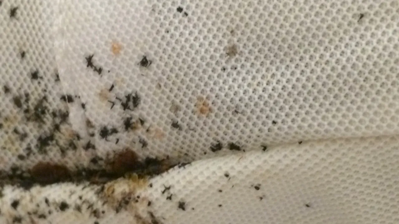 R&oacute;żne rodzaje owad&oacute;w: pluskwa domowa, roztocza (mikroskopowe), gryzek, pchła