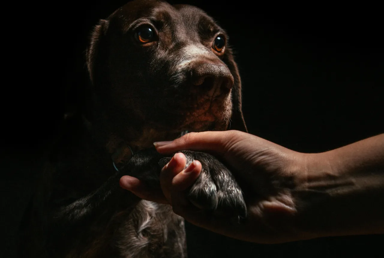 Smutny piesek podaje łapę, gdy weterynarz zglasza uspienie psa.