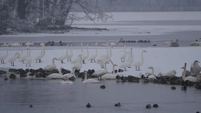 Stawy Milickie krajobraz ptaki