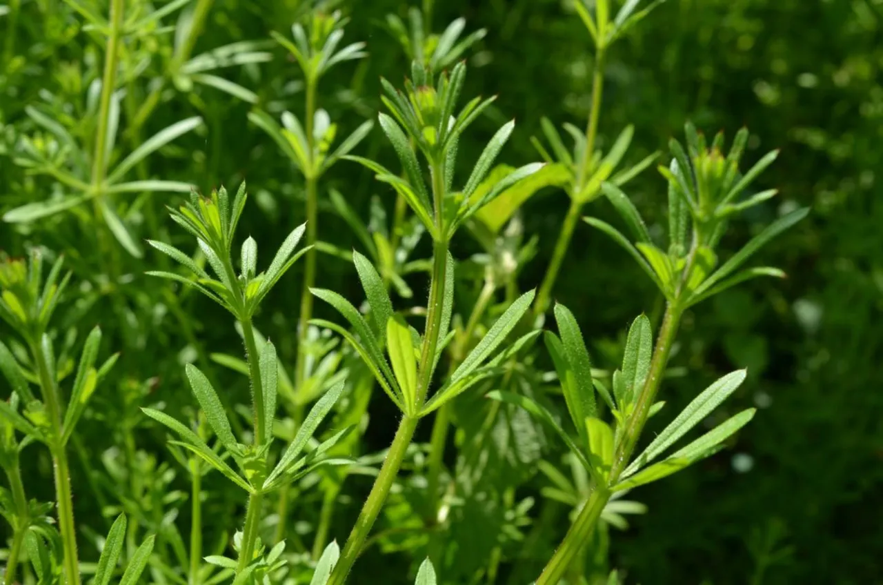 Oprysk na przytulię czepną