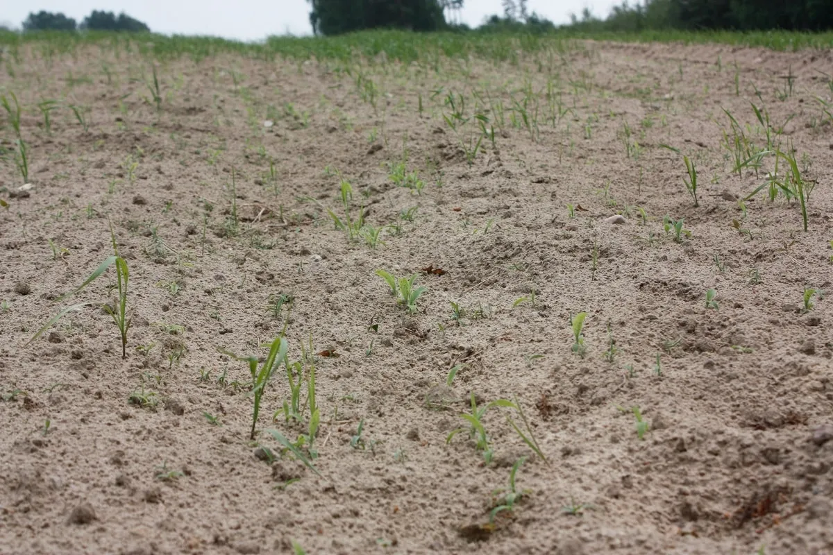 Poprawa żyzności gleby piaszczystej