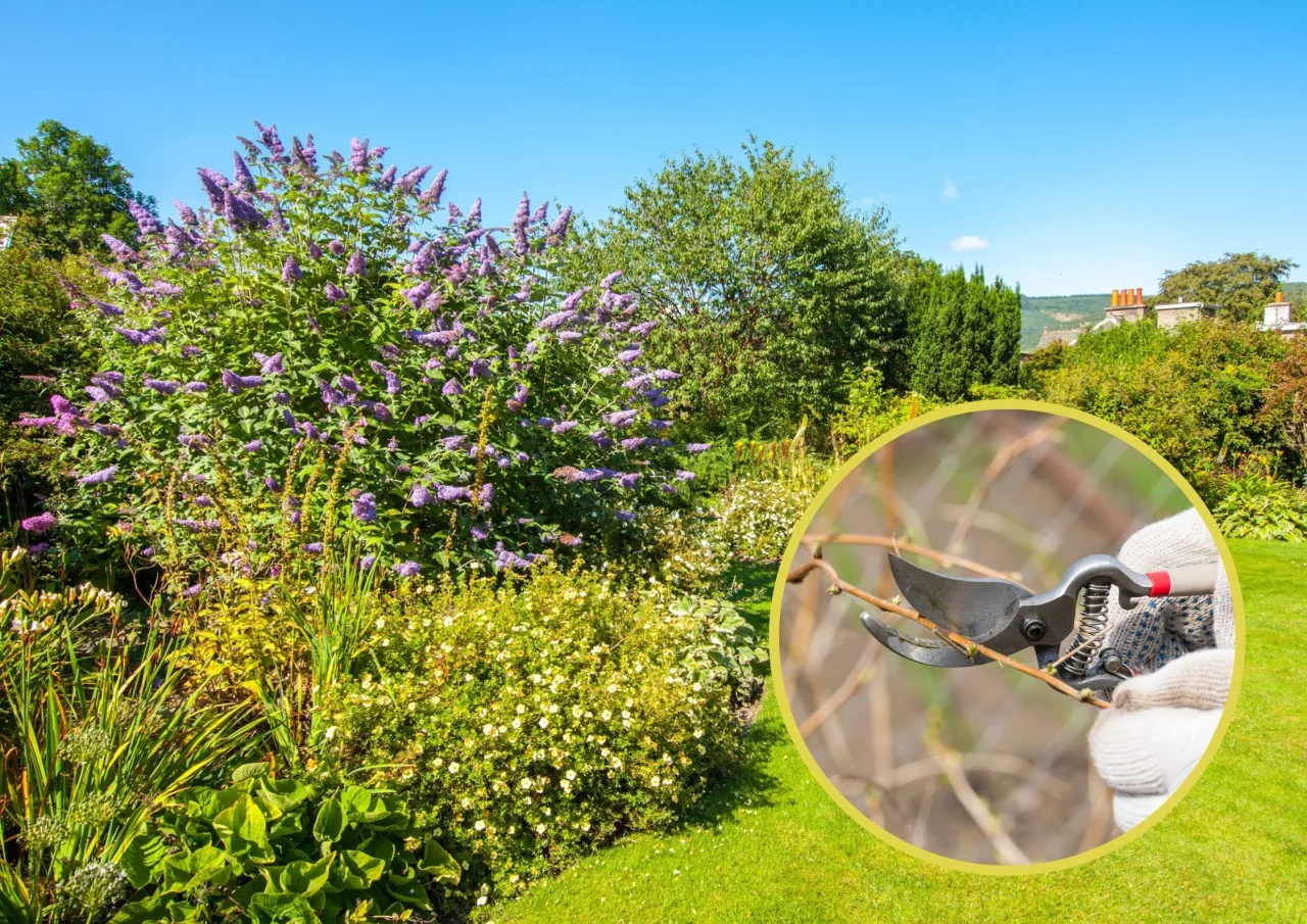 przycinanie budlei krok po kroku