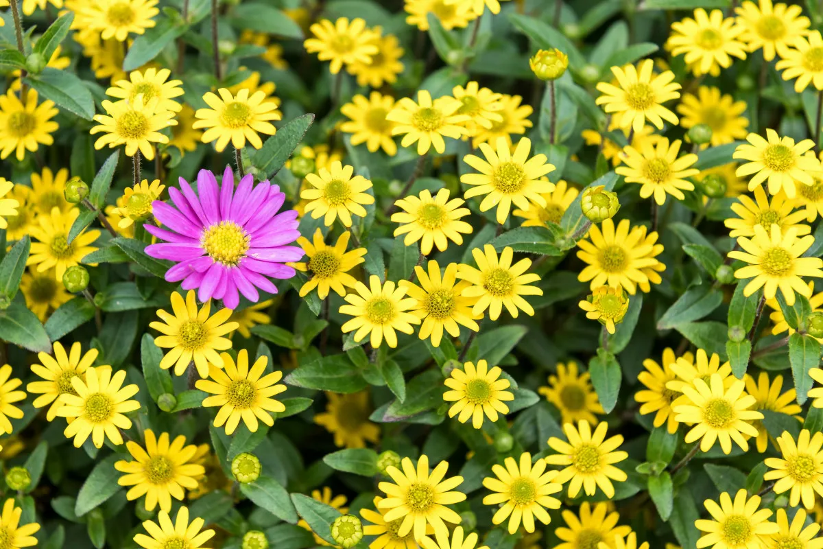 taras słoneczny vs cienisty kwiaty