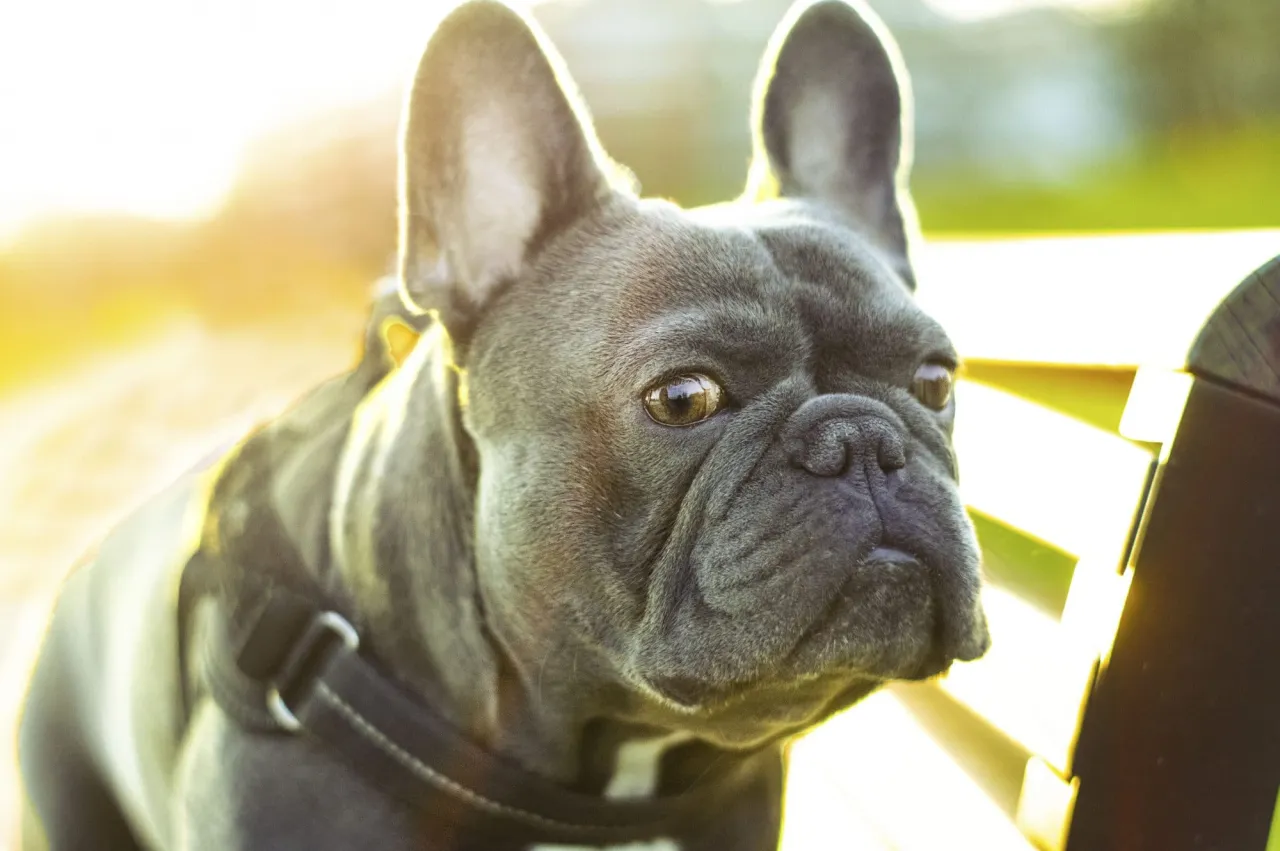 buldog francuski problemy z oddychaniem