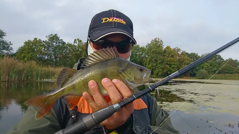 Wędkarz łowiący okonie lekkim spinningiem