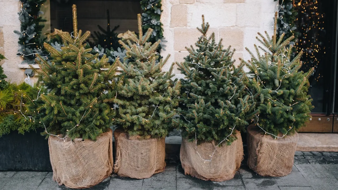 Ratowanie usychającej choinki