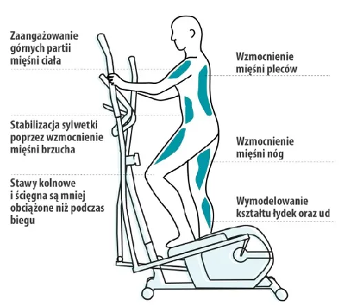 Prawidłowa postawa na orbitreku infografika