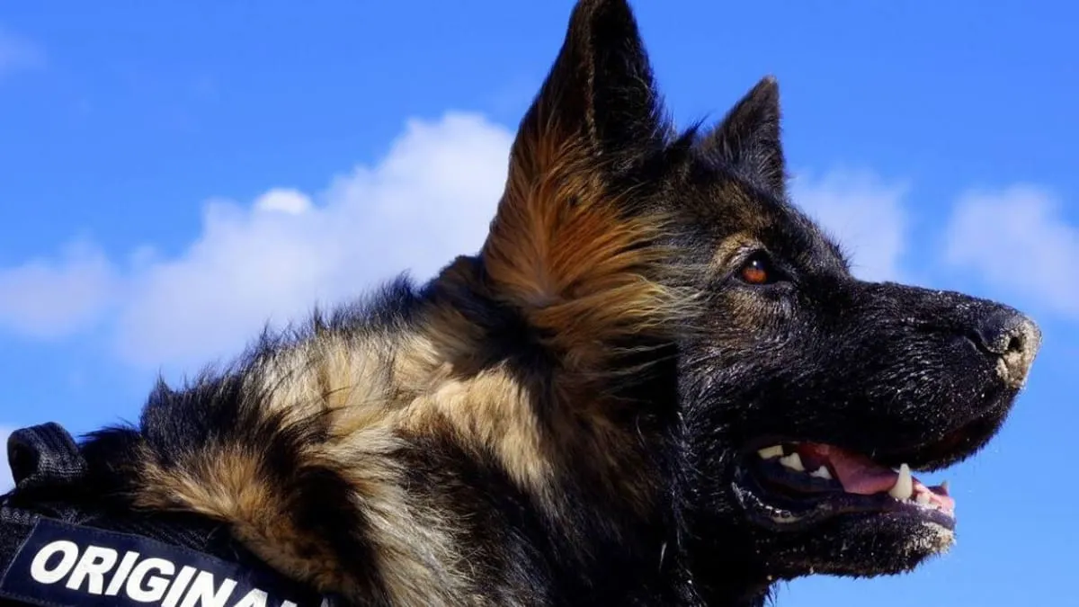 ręka głaszcząca pysk starego owczarka niemieckiego