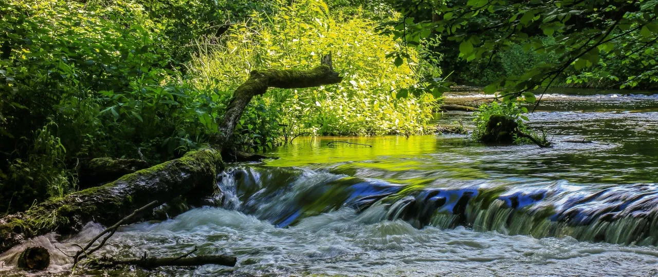 Szumy na Tanwi Roztocze