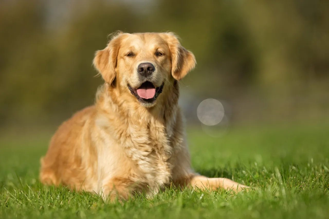 pies rasy golden retriever patrzący z ciekawością na orzechy pistacjowe