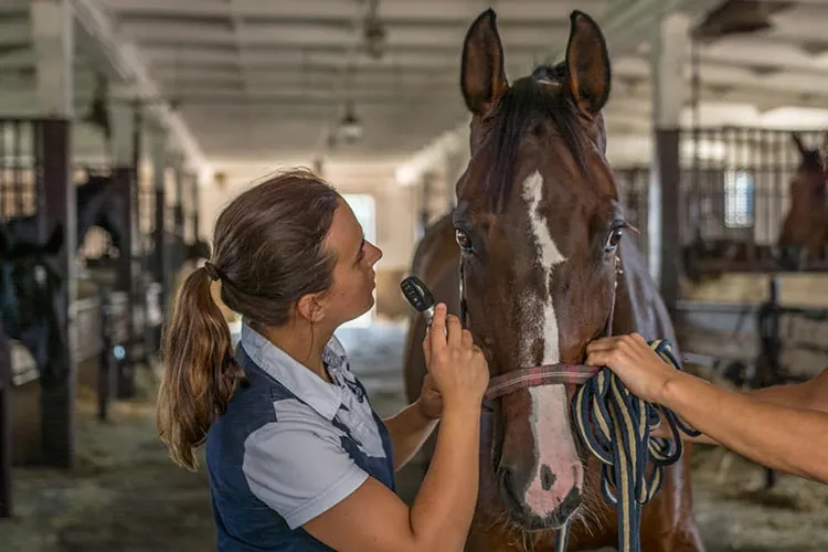 Weterynarz badający konia, opieka weterynaryjna dla koni koszty