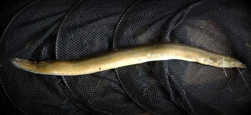 metody podawania zanęty na węgorza