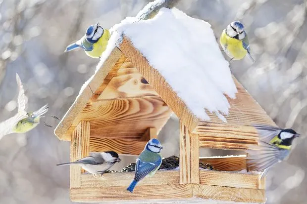 Karmnik dla ptaków zimą, Człowiek z lornetką obserwujący ptaki w parku