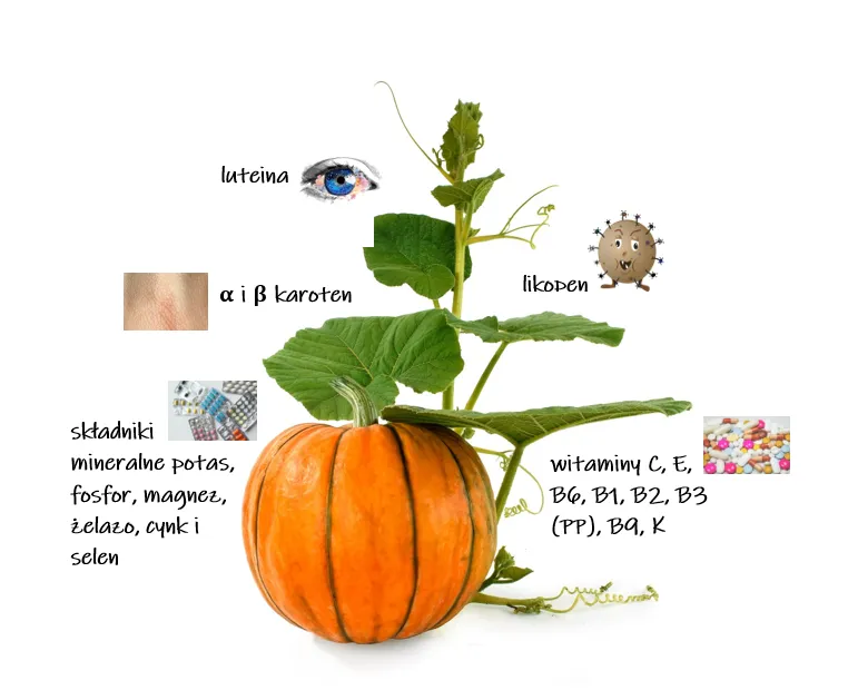 dynia składniki odżywcze infografika