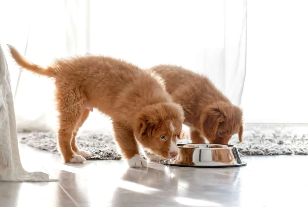 szczeniak je karmę po hodowcy