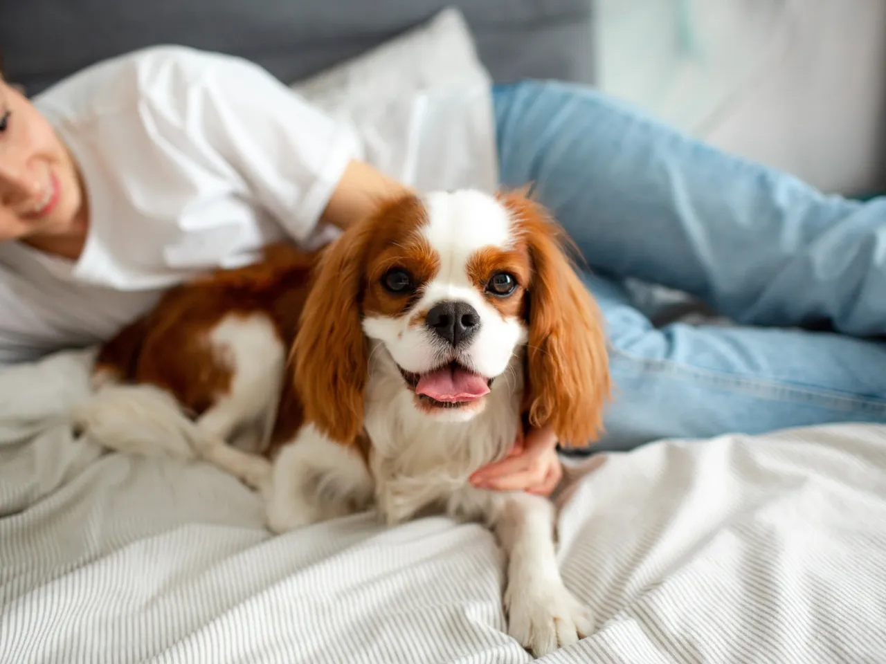 pies w mieszkaniu singla