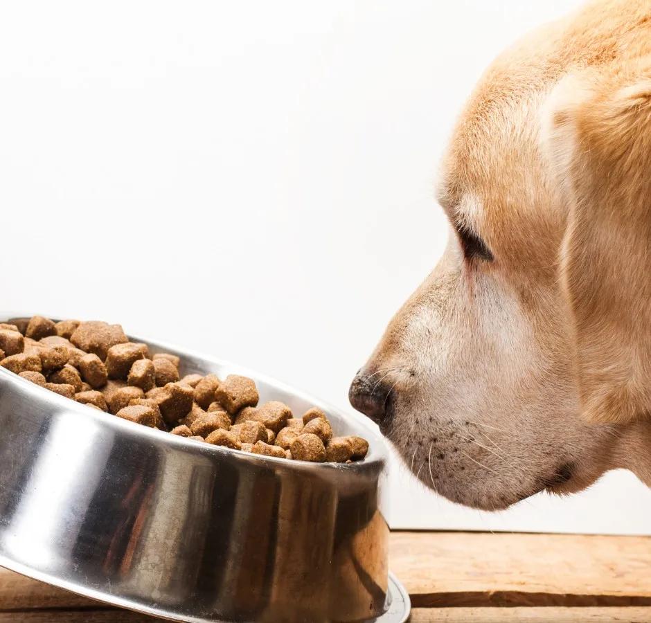 pies je z miski, różne rasy