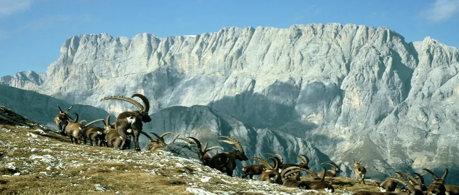 Marmolata Dolomiten im Sommer