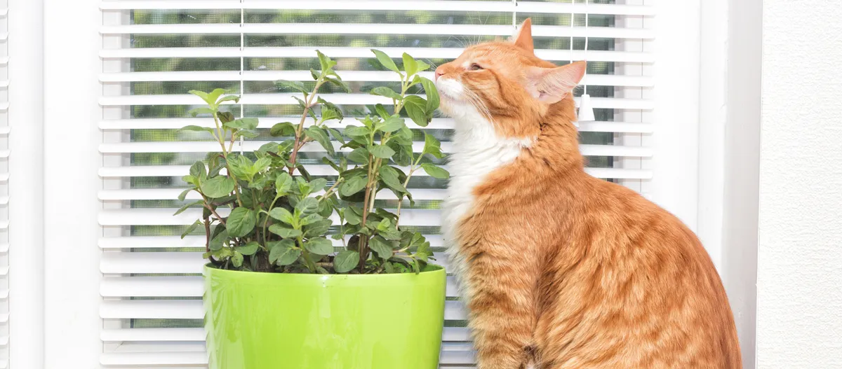kot wąchający zieloną roślinę doniczkową na parapecie