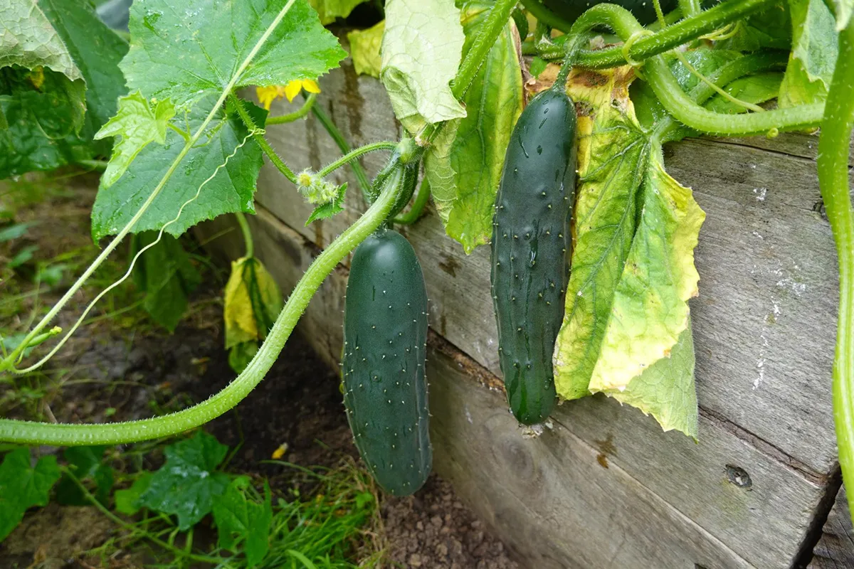 Dwa dojrzałe og&oacute;rki zwisają z łodygi. Zastanawiasz się, ile nasion og&oacute;rk&oacute;w na 10 ar&oacute;w potrzebujesz do takiego plonu?