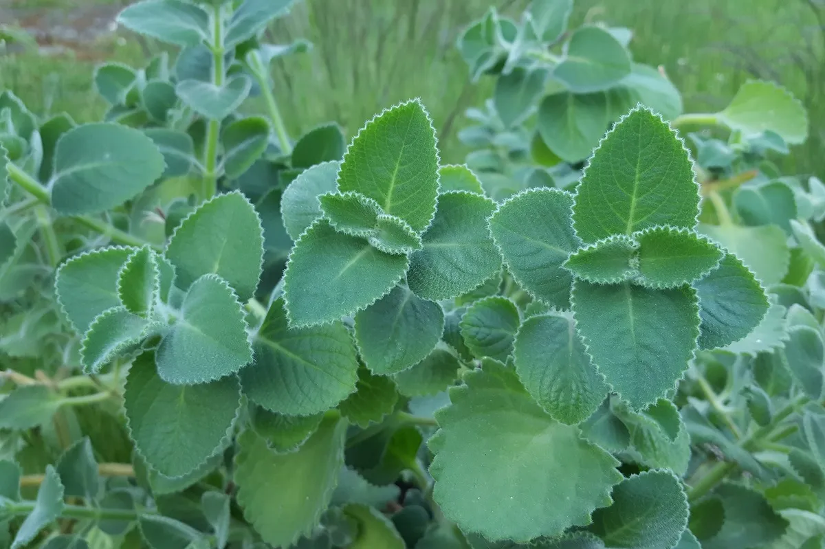 R&oacute;żne odmiany mięty w doniczkach