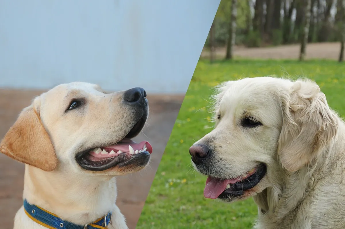 Pielęgnacja sierści Labrador Retriever i Golden Retriever