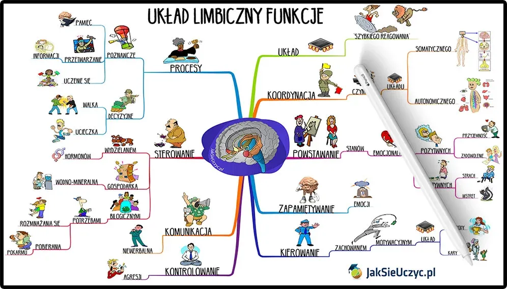 schemat mózgu pokazujący obszary aktywowane przez strach i lęk