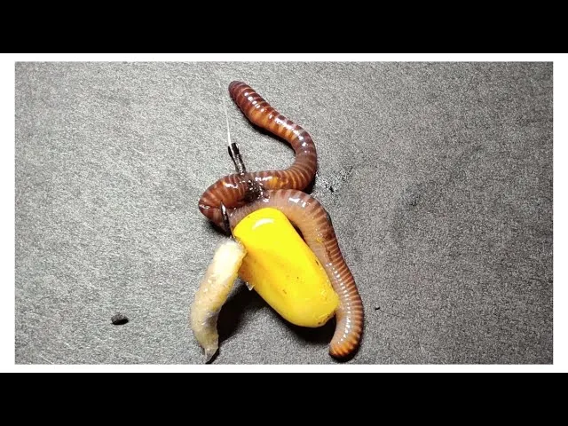 haczyk na leszcza z przynętą robaki kukurydza