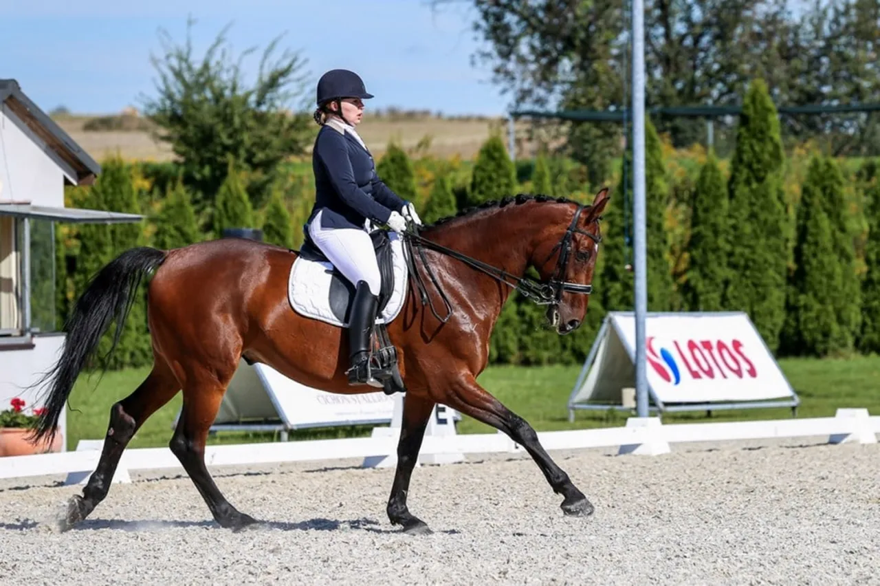 Uniwersytet Przyrodniczy Wrocław jeździectwo