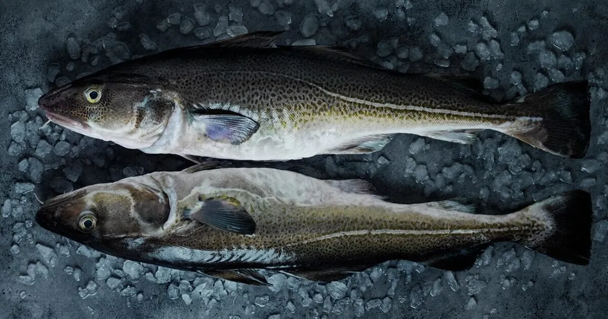 Dorsz z Norwegii na ladzie rybnej