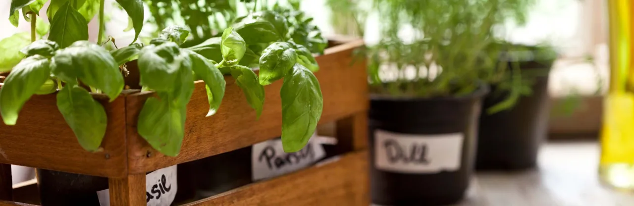 Zielona bazylia w drewnianej skrzynce, obok doniczki z koperkiem. Zastanawiasz się, ile rośnie bazylia w doniczce?