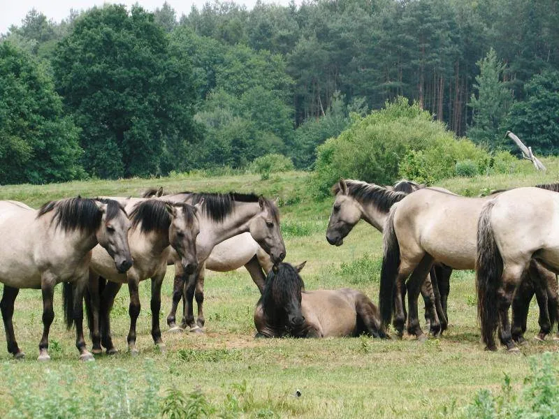Mapa ostoi konika polskiego w Polsce